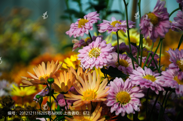 菊花