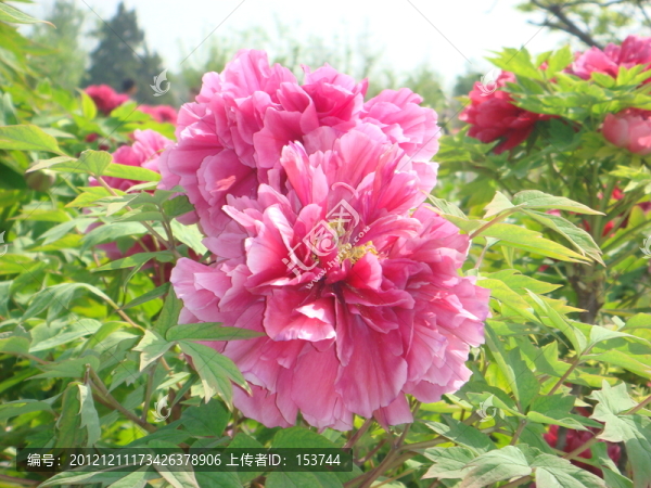 牡丹花
