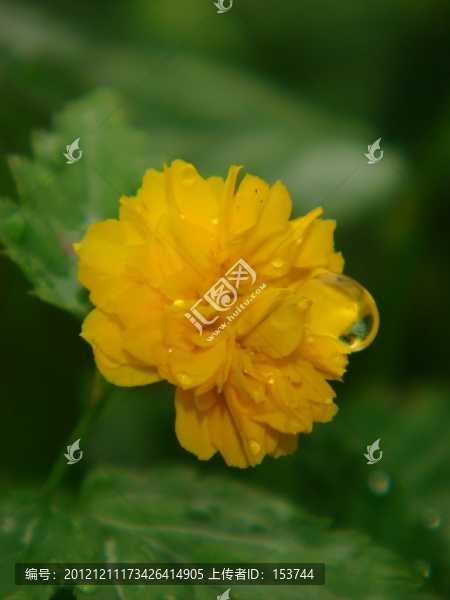 棣棠花
