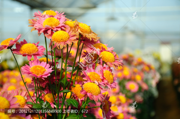 菊花