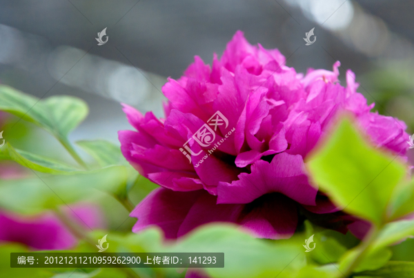 洛陽牡丹