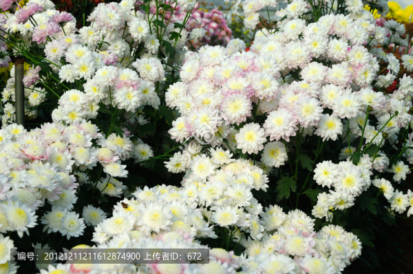 菊花