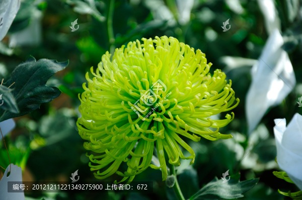 菊花