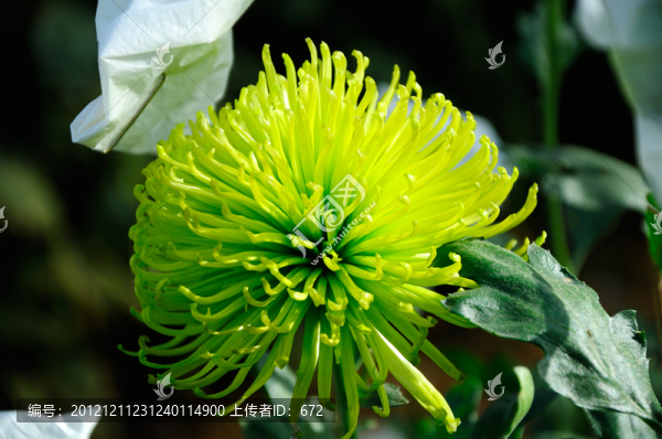 菊花