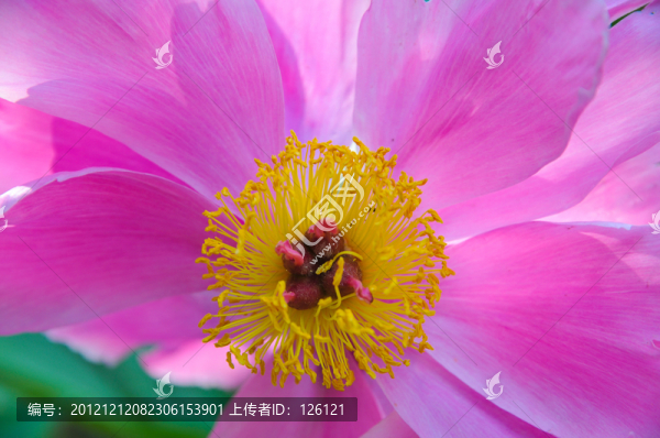 花蕾