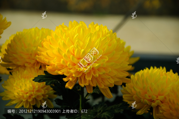 菊花