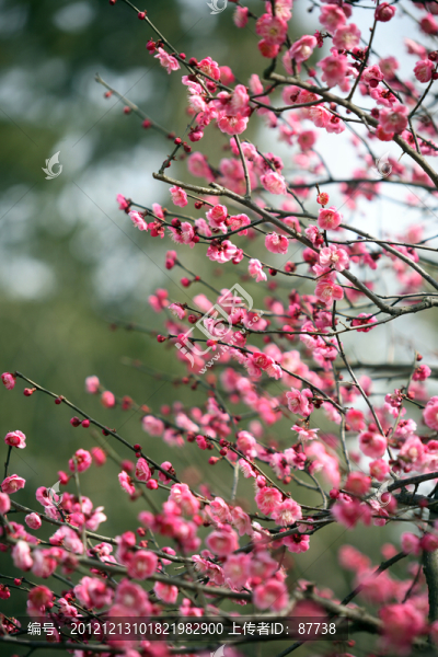 梅花