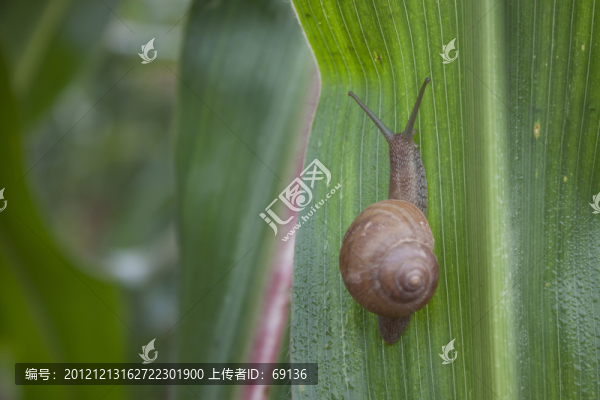 蝸牛