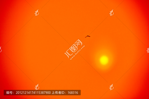 紅日鳥(niǎo)