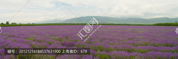 薰衣草