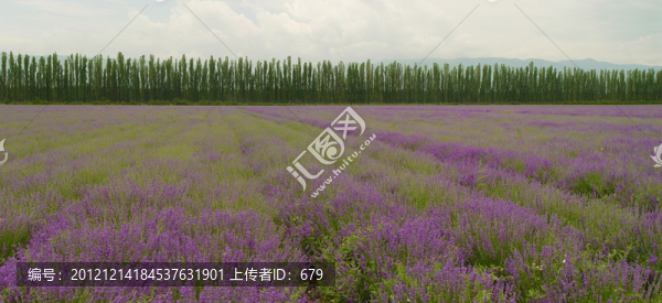 薰衣草基地