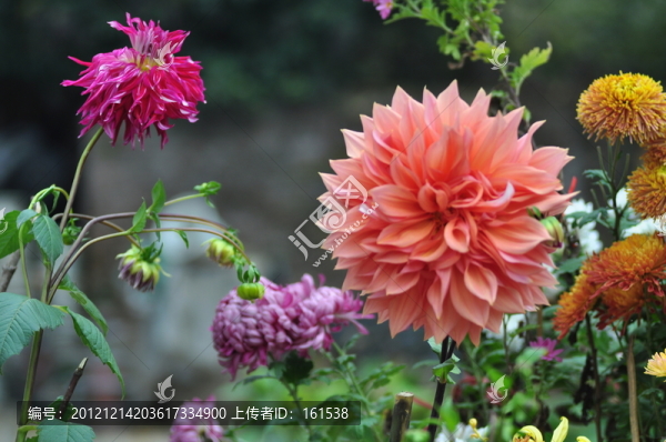 大麗花和菊花