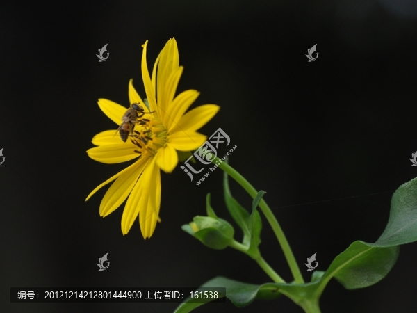 菊花和蜜蜂