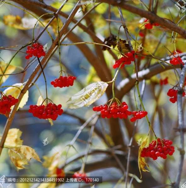 小紅豆