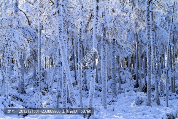 雪林