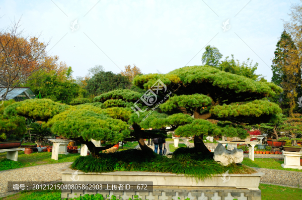 梁州盆景