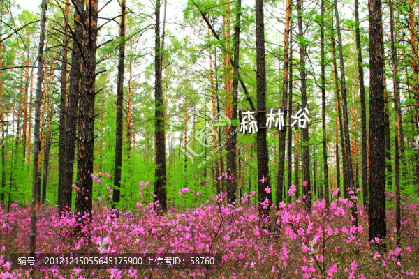 杜鵑松林