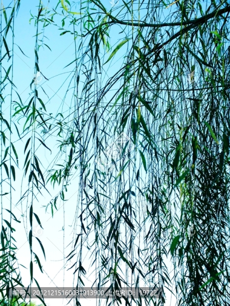 柳樹