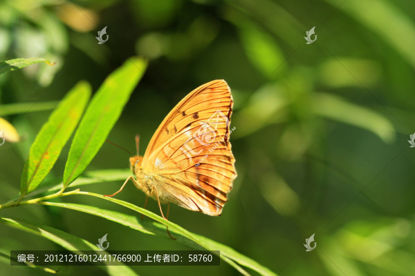 蝴蝶