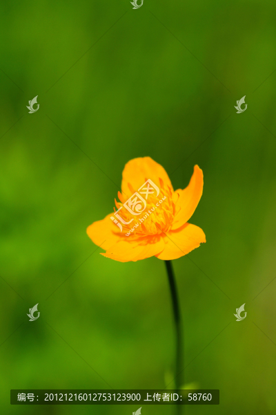金蓮花