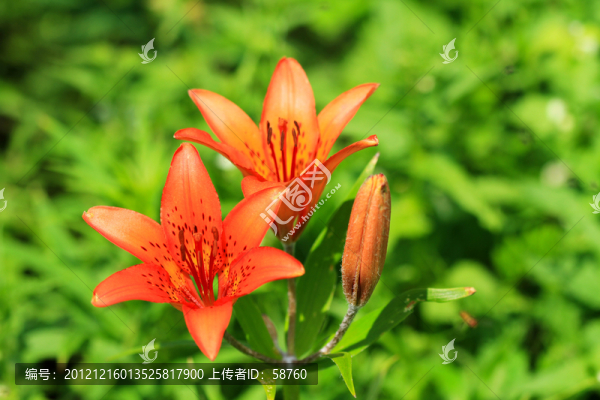 百合花
