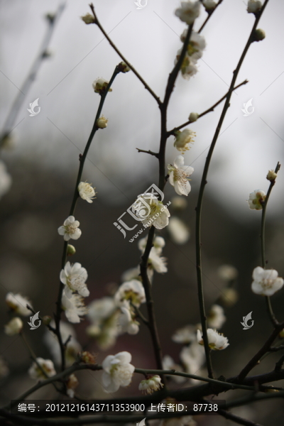 梅花