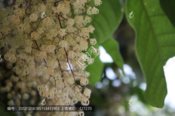 蘋婆,蘋婆花,鳳眼果