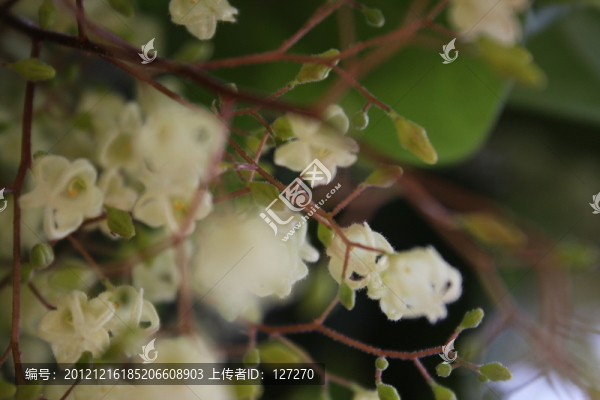 蘋婆,蘋婆花,鳳眼果
