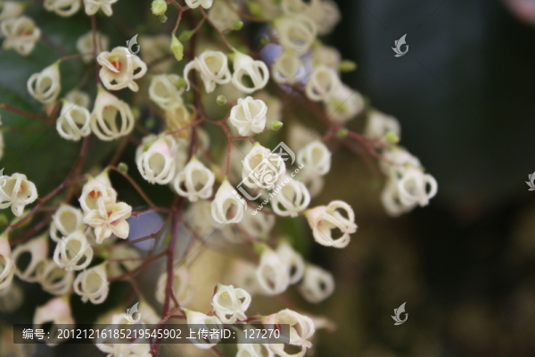 蘋婆,蘋婆花,鳳眼果