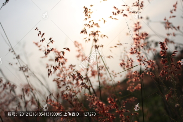 野草,田野