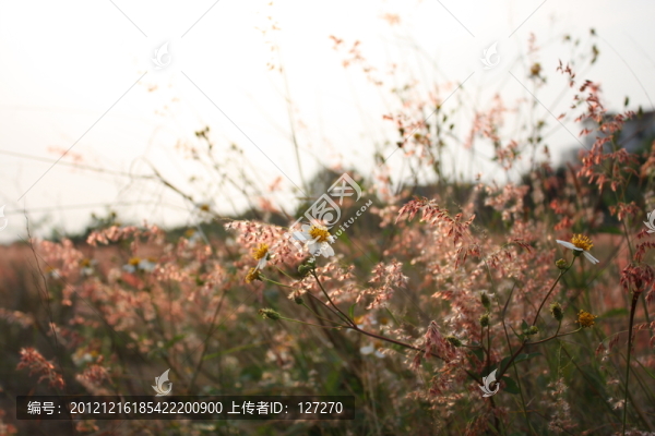 雛菊,野菊,花兒,田野