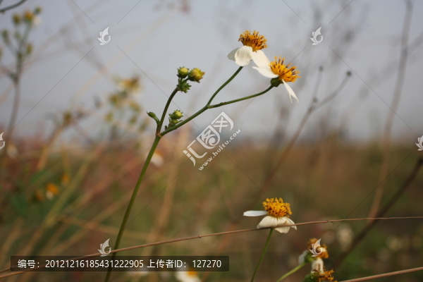 野菊,花兒,田野