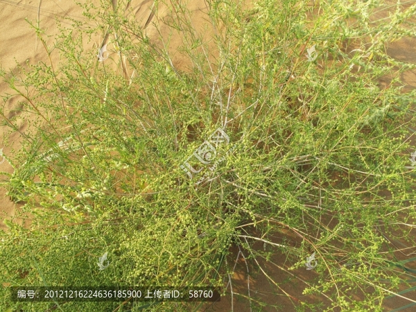 巴丹吉林沙漠植物