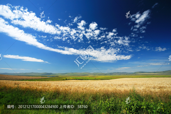 田野和麥田
