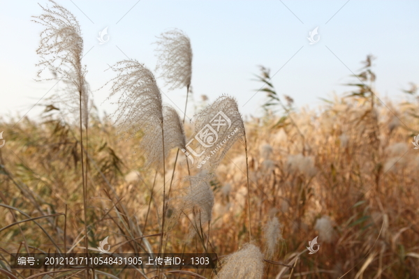 蘆葦