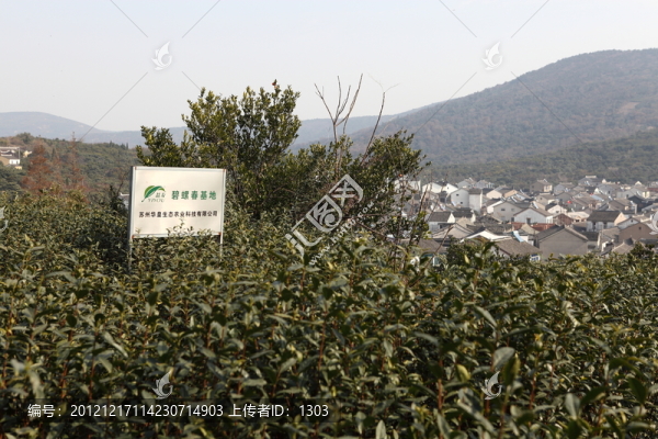 茶園
