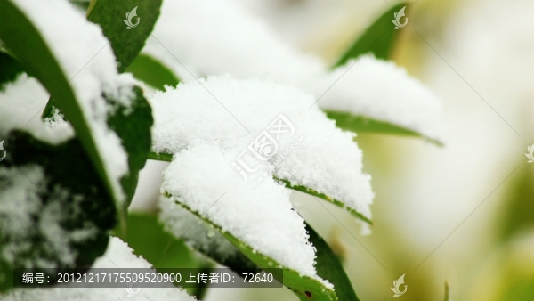雪景