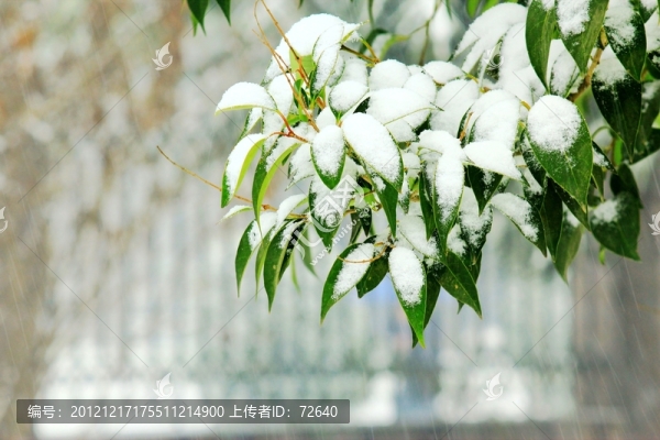 雪景