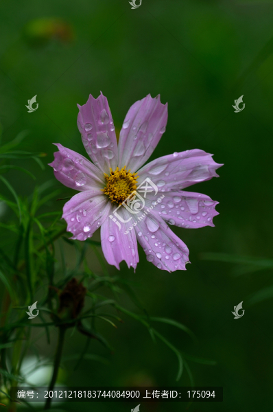 波斯菊