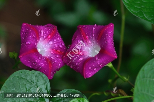 牽牛花