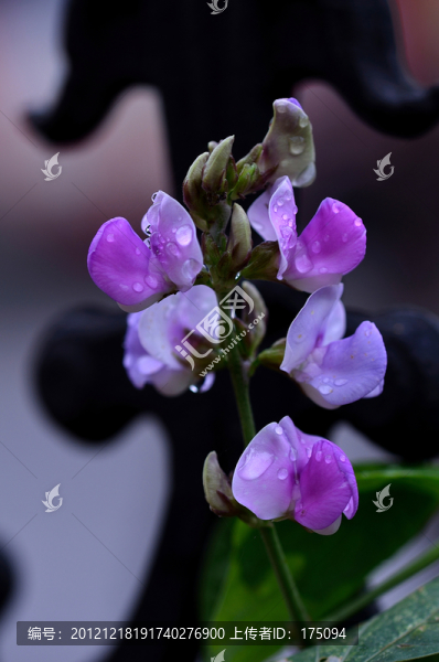 豆花