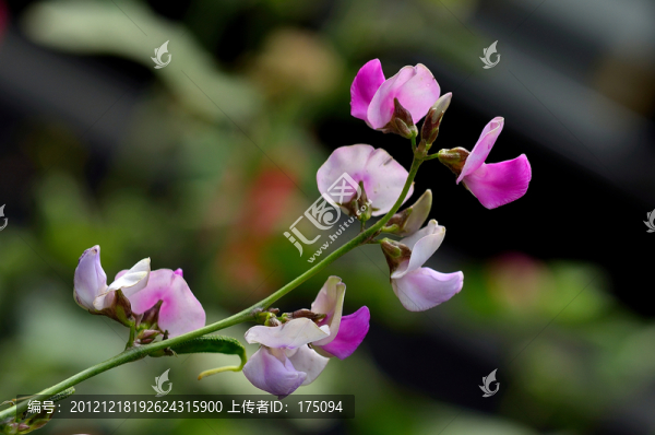 豆花