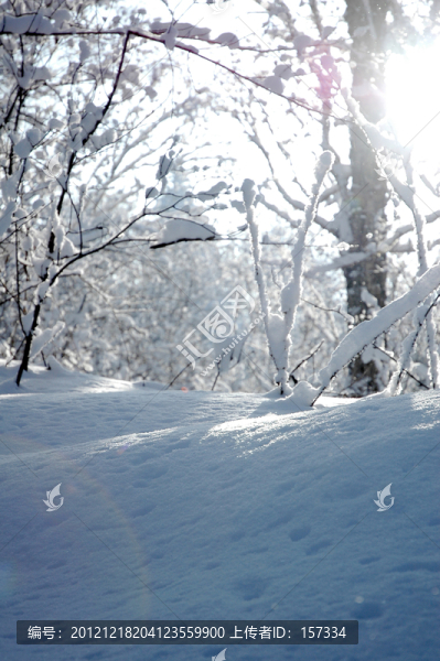 陽光中的雪原