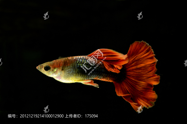 孔雀魚