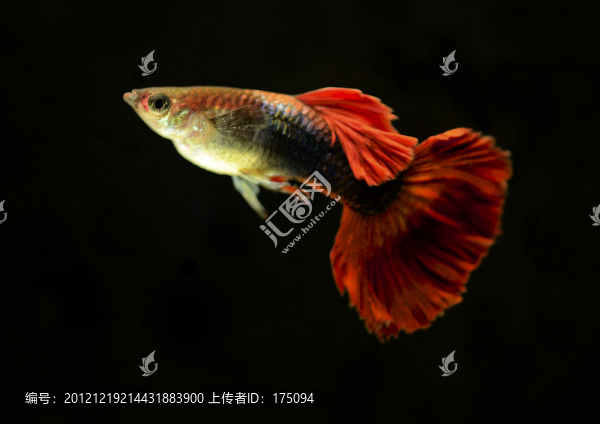 孔雀魚