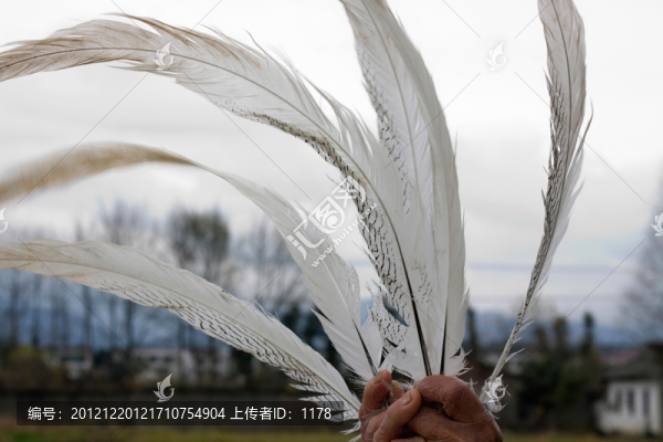 野雞羽毛