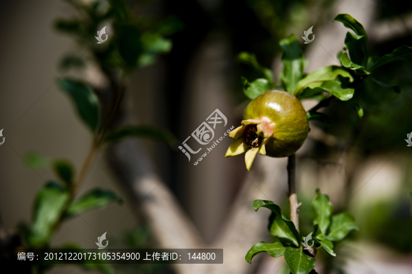 石榴花