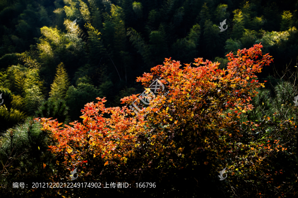 竹山紅楓
