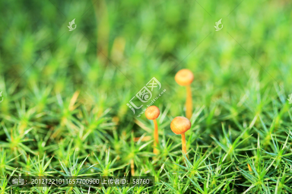 小草蘑菇