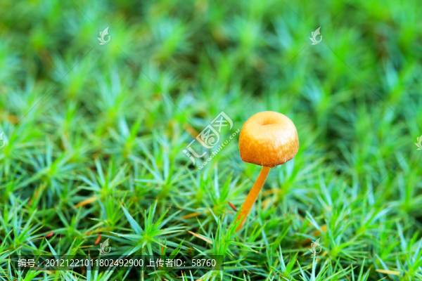 小草蘑菇